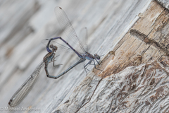 Argia tonto
