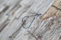 Argia tonto