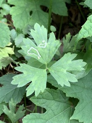 Phytomyza ranunculi