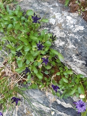 Phyteuma globulariifolium