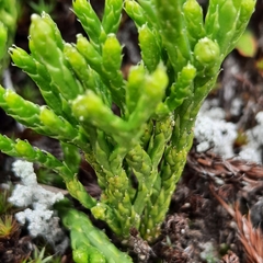 Diphasiastrum alpinum