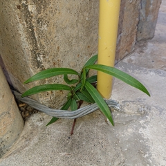 Ficus maclellandii