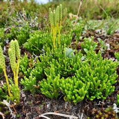 Diphasiastrum alpinum