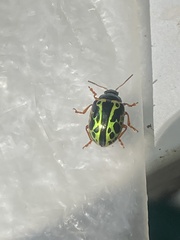 Calligrapha fulvipes