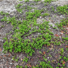 Diphasiastrum alpinum