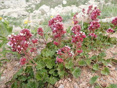 Telesonix heucheriformis