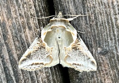 Habrosyne scripta