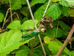 Conocephalus dorsalis
