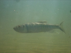 Opsariichthys bidens