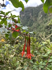Fuchsia venusta