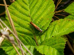 Conocephalus dorsalis