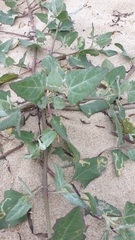 Atriplex laciniata