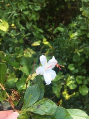 Rhododendron arborescens