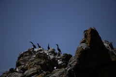 Phalacrocorax carbo carbo