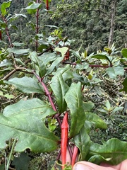 Fuchsia venusta