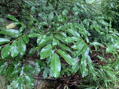 Castanea crenata