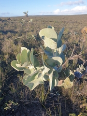 Eucalyptus macrocarpa