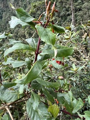 Fuchsia venusta