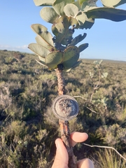 Eucalyptus macrocarpa
