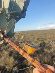 Eucalyptus macrocarpa