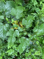 Rubus crataegifolius