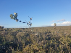 Eucalyptus macrocarpa