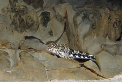 Lepidoblennius marmoratus