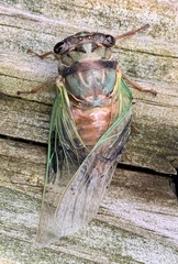 Neotibicen lyricen
