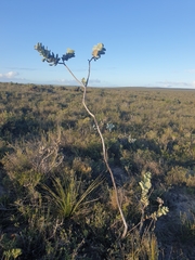 Eucalyptus macrocarpa