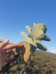 Eucalyptus macrocarpa