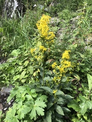 Solidago dahurica