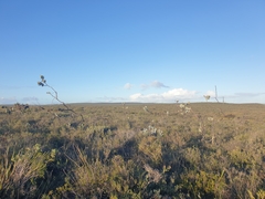 Eucalyptus macrocarpa