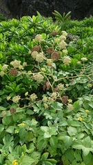 Peucedanum japonicum