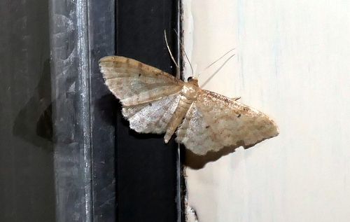Dwarf Cream Wave, 3925 Scherpenzeel, Nederland, photo 10 of 10