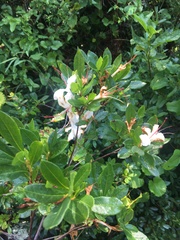 Rhododendron arborescens
