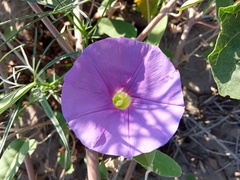 Ipomoea ternifolia leptotoma