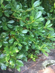 Rhododendron arborescens