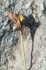 Carex curvula