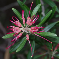 Grevillea olivacea