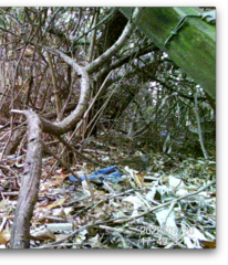 Prunella modularis occidentalis