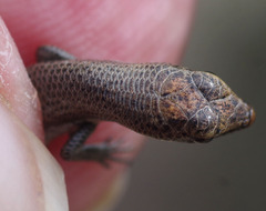 Morethia lineoocellata