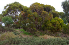Eucalyptus foecunda foecunda