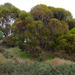 Eucalyptus foecunda foecunda - Photo 由 Russell Cumming 所上傳的 (c) Russell Cumming，保留部份權利CC BY-NC