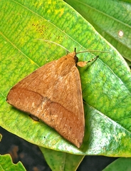 Ugia