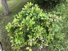 Rhaphiolepis umbellata