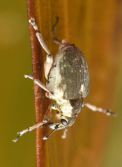 Phytobius leucogaster