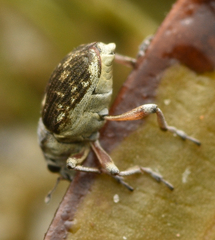 Phytobius leucogaster