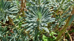 Euphorbia characias