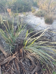 Lomandra hastilis