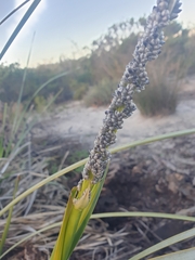 Lomandra hastilis